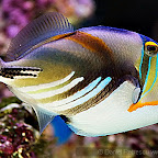 Exotic Fish Photography on the Cheap