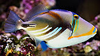 Fish_scroll.JPG