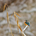 Kingfisher_Alcedo_Atthis_Pescarelul_Albastru_by_Daniel_Petrescu