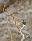 Kingfisher_Alcedo_Atthis_Pescarelul_Albastru_001.JPG
