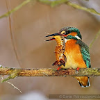 Kingfisher_Alcedo_Atthis_Pescarelul_Albastru_by_Daniel_Petrescu