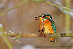 Kingfisher_Alcedo_Atthis_Pescarelul_Albastru_007.JPG
