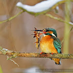 Kingfisher_Alcedo_Atthis_Pescarelul_Albastru_by_Daniel_Petrescu