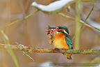 Kingfisher_Alcedo_Atthis_Pescarelul_Albastru_006.JPG