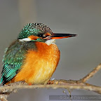 Kingfisher_Alcedo_Atthis_Pescarelul_Albastru_by_Daniel_Petrescu