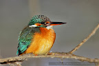 Kingfisher_Alcedo_Atthis_Pescarelul_Albastru_009.JPG