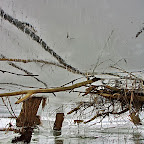 Winter-2010-Danube-Delta_by_Daniel_Petrescu