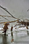 Ice in the Danube Delta_08.JPG