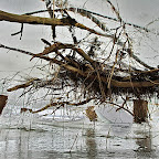 Winter-2010-Danube-Delta_by_Daniel_Petrescu