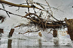 Ice in the Danube Delta_09.JPG