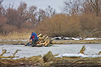Wood-transport-Danube-Delta_3.JPG