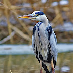 Winter-2010-Danube-Delta_by_Daniel_Petrescu
