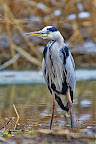 Gray-Heron-Ardea-cinerea_1.JPG