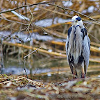Winter-2010-Danube-Delta_by_Daniel_Petrescu
