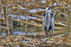 Gray-Heron-Ardea-cinerea_2.JPG