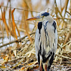 Winter-2010-Danube-Delta_by_Daniel_Petrescu