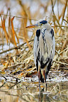 Gray-Heron-Ardea-cinerea_3.JPG