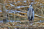 Gray-Heron-Ardea-cinerea_4.JPG