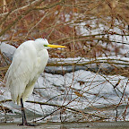 Winter-2010-Danube-Delta_by_Daniel_Petrescu