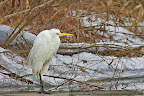 Great-Egret-Egreta-alba-on-ice.JPG