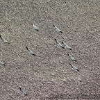 Birds by Daniel Petrescu