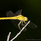 Dragonflies by Daniel Petrescu