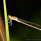 Dragonflies by Daniel Petrescu