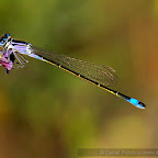 Dragonflies by Daniel Petrescu