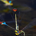 Dragonflies by Daniel Petrescu