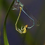 Dragonflies by Daniel Petrescu