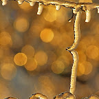 Winter 2009 by Daniel Petrescu