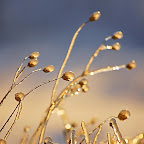 Winter 2009 by Daniel Petrescu