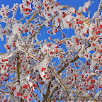 Winter 2009 by Daniel Petrescu