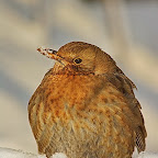 Winter 2009 by Daniel Petrescu