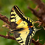 Butterflies and moths by Daniel Petrescu