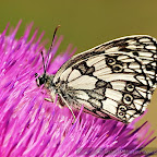 Butterflies and moths by Daniel Petrescu