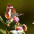 Butterflies and moths by Daniel Petrescu