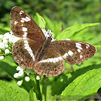 Butterflies and moths by Daniel Petrescu