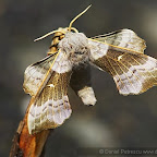 Butterflies and moths by Daniel Petrescu