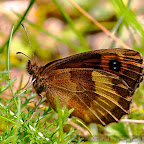 Butterflies and moths by Daniel Petrescu