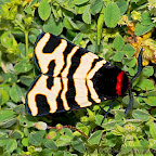 Butterflies and moths by Daniel Petrescu