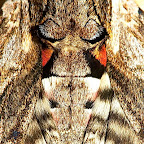 Butterflies and moths by Daniel Petrescu