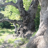 IMG_8120.JPG