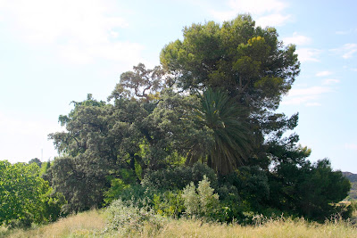  Excursió per Nutxes, La Llibreria, Barranc dels Ports, Penya Reona, La Costa i Riu Sec