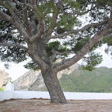 IMG_8896.JPG