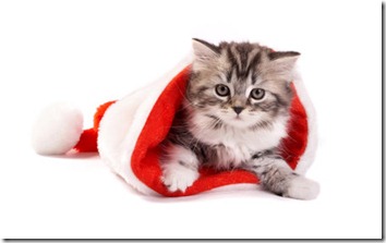 Christmas Cat