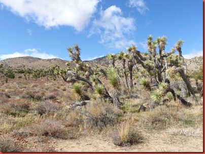 pics 054