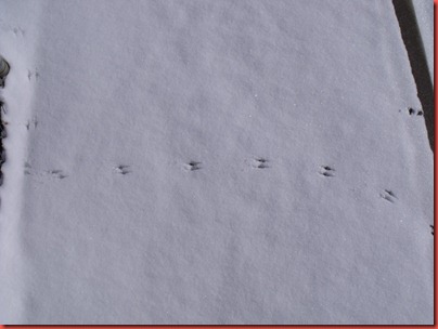 snowday 031