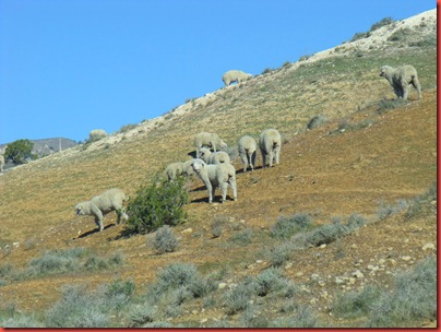 pics 009