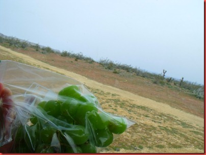 pics 005